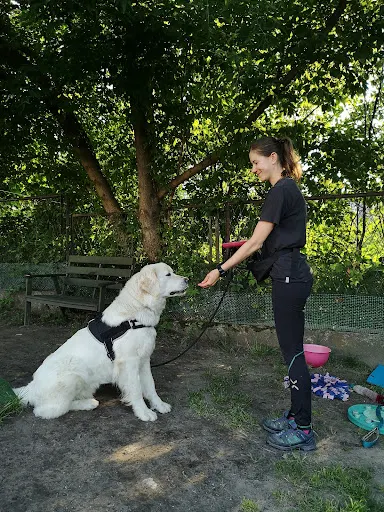Opsierwatorium - trenerka i behawiorystka psów | nosework
